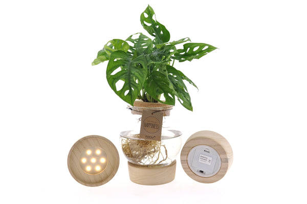 Luxe hydroponie set met ledlampje